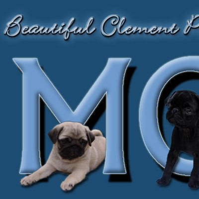 mopsz, mops, pug, carlino