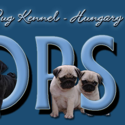 mopsz, mops, pug, carlino